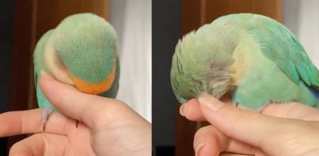 Reme afirma que desde entonces su agaporni está triste