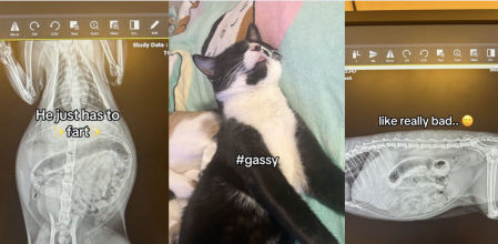 El gato presentaba un gran hinchazón en la barriga