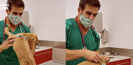 El veterinario vacunando a un peludo utilizando sus tácticas