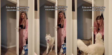 Pone a prueba a su Husky y no se sorprende con su reacción.