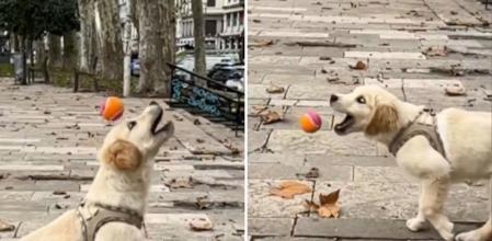 La hilarante manera en la que un perro intenta atrapar una pelota en el aire: 