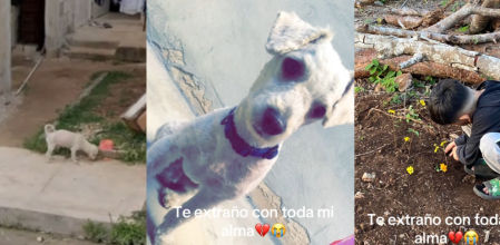 Esta mujer se reencuentra con su perro gracias a Google Maps