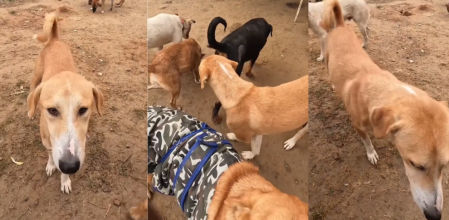 La transformación de este perro tras ser atropellado