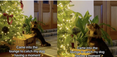 Su dueña capturó un momento mágico