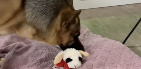 Rocky se llevó una grata sorpresa por Navidad