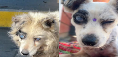 Alguien había decidido deshacerse de ella, dejándola sola y desprotegida