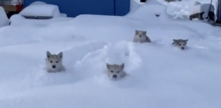 Cuatro pequeños se aventuran sobre una capa de nieve que casi los cubre por completo