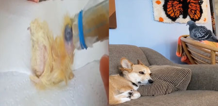 Esta singular familia se ha hecho viral gracias al relato compartido por The Dodo