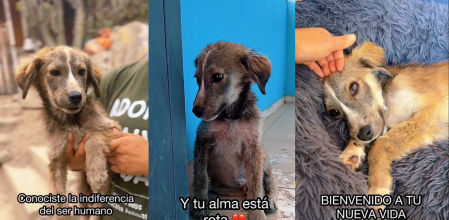 La evolución del perro rescatado que vivía en la calle.