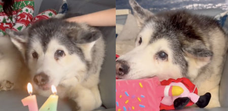 El peludo cumple 14 años