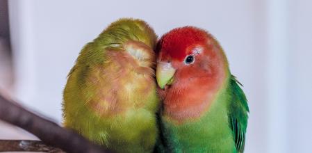 La 'prueba del pájaro' podria determinar la durabilidad de una pareja.