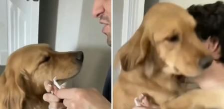 La emotiva escena en la que un golden retriever abraza a su amigo después de que se le rompa un cable: