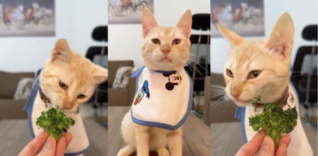 El gato impresionó a todos al comerse el brocóli