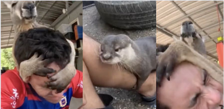 La nutria se sumó al 'masaje' de este canguro