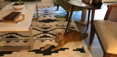 El gato en cuestión