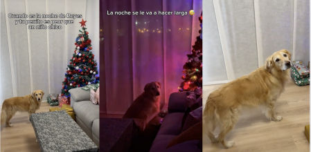 No de despegó del árbol de Navidad en toda la noche