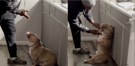 El American Bully creyó que estaba siendo atracado de verdad