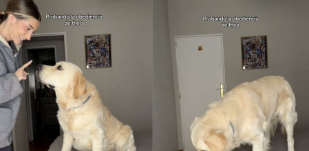 El peludo no puede resistir la tentación y decide coger la comida