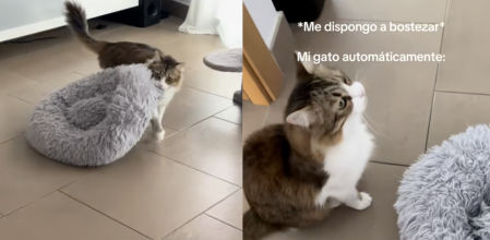 El felino quiere dormir una siesta con su dueña