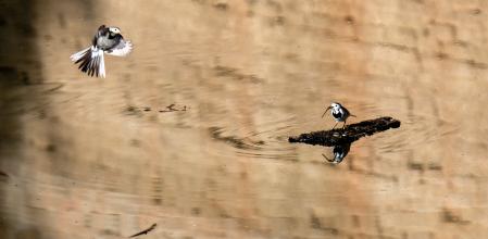 Aparece una competidora.
