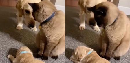 Un labrador tiene bebés, su hermano gato se convierte en 