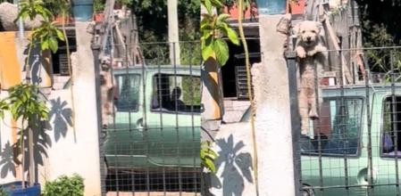 El perro consiguió subir la valla.