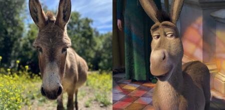 Fallece Perry, el burro que inspiró al personaje de 'Shrek', a los 30 años