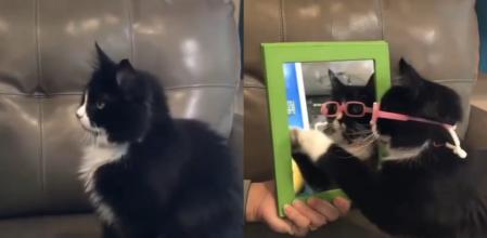 El gatito y sus nuevas gafas.