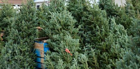 Abetos en un mercado navideño