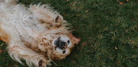 La hilarante pelea de un cachorro de golden retriever con su propio reflejo que despierta la atención de todos: “Muy mono”