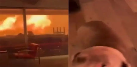 El perro no abandona a sus amigos de dos patas