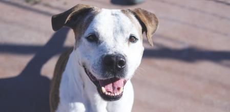 Conoce a Kinder: un perro mestizo de American Staffordshire de casi 12 años que sueña con un hogar lleno de amor y cuidado