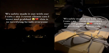 Camille condujo por varios puntos de la ciudad para recoger a tres gatos de diferentes hogares