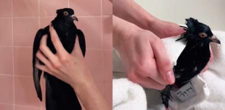 La paloma ha conquistado las redes sociales.