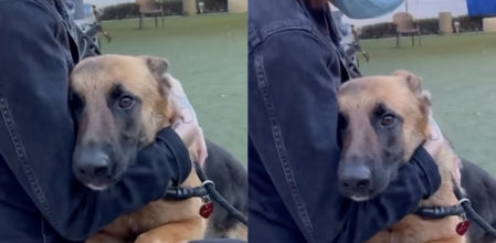 El peludo abrazando a su futura dueña