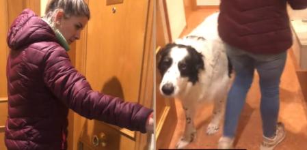 El perro es capaz de abrir la puerta sin problemas.