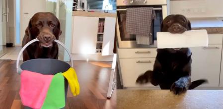 labrador tareas casa