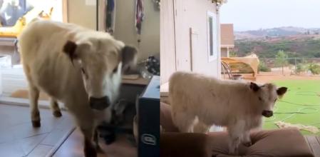 Bow y su nuevo entretenimiento.