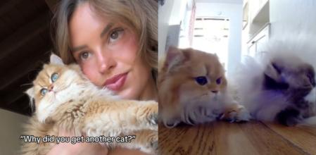 El gatito quedó encantado con su nuevo hermano.