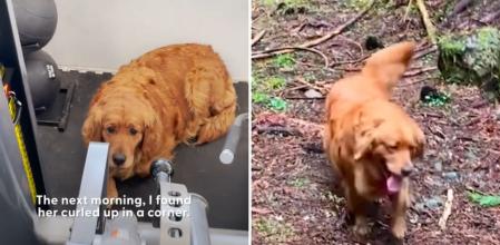 Rescatan a una golden retriever forzada a criar cachorros y su evolución emociona: 
