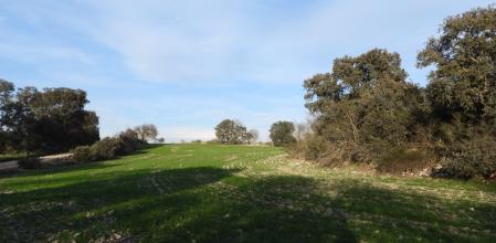 Reto visual: ¿Eres capaz de encontrar al milano real?