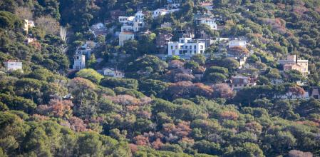 ÁRBOLES SECOS EN LA SERRA DE COLLSEROLA EN LA ZONA ENTRE VALLVIDRERA Y BARCELONA