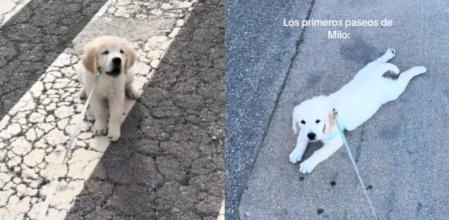 El perrito Milo y su perezosa costumbre.