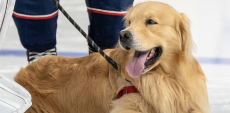Drake se lo pasa fenomenal en los partidos de la NHL
