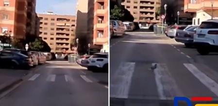 La educación de una paloma al cruzar por un paso de cebra en una calle de Valencia: 
