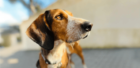 Bruno es sociable a más no poder