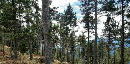 Bosque en la comarca del Ripollès.