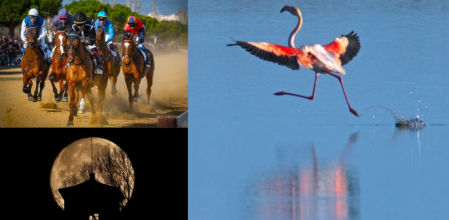 El flamenco corredor, las carrera de pura sangre y la luna llena del lobo, mejores fotos de enero.