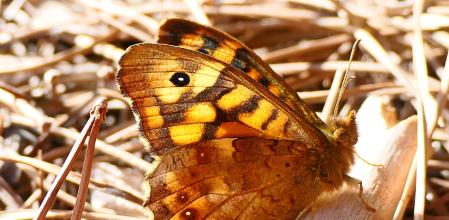 Una imagen de archivo de una mariposa&nbsp;