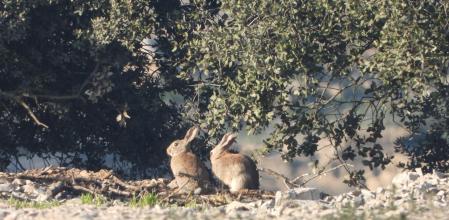 El fosfuro de aluminio es un plaguicida muy peligroso y está prohibido para la utilización doméstica en España, pero ahora se da luz verde para su empleo en las madrigueras